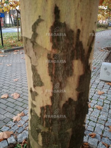 Közönséges platán, Platanus × acerifolia, 160 – 180 cm, kont. 5l