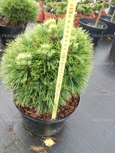 Havasi törpefenyő Varella , Pinus mugo 35 - 38 cm, kont. 7l