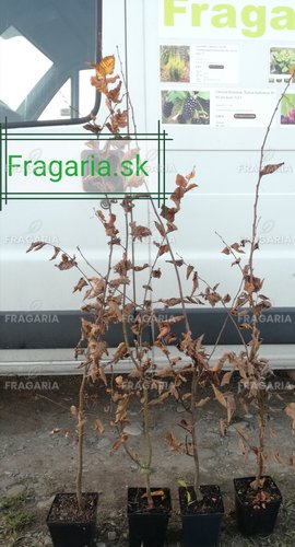 Közönséges gyertyán, Carpinus betulus 60 - 70 cm, kont. 3l