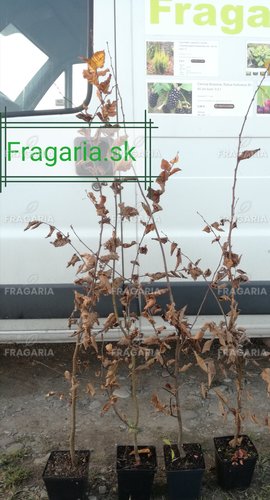 Közönséges gyertyán, Carpinus betulus 60 - 70 cm, kont. 2l