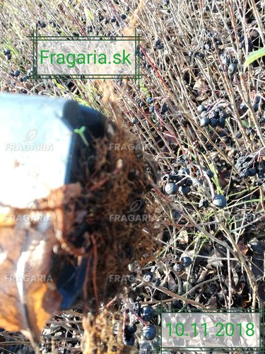 Fekete berkenye , Aronia x prunifolia Nero kont. 3l