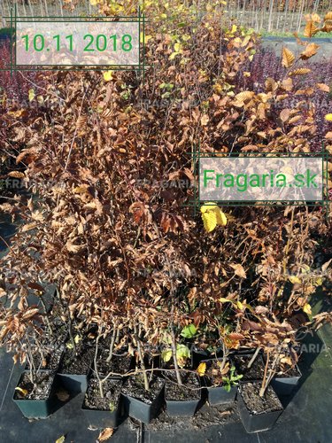 Közönséges gyertyán, Carpinus betulus 60 - 70 cm, kont. 2l