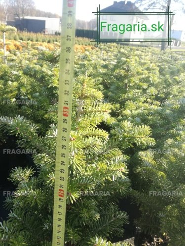 Nemes jegenyefenyő, Abies koreana 30 cm, kont. 3l