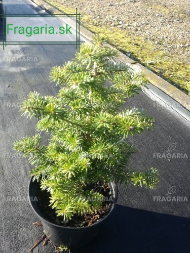 Nemes jegenyefenyő, Abies koreana 30 cm, kont. 3l