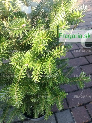 Nemes jegenyefenyő, Abies koreana 30 cm, kont. 3l