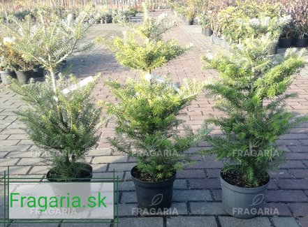 Koreai jegenyefenyő, Abies koreana 40 - 50 cm, kont. 3l