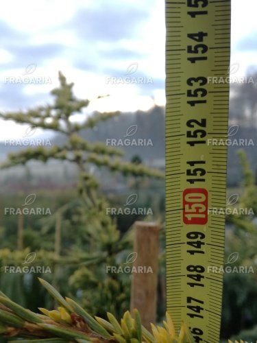 Libanoni cédrus Atlantica Aurea, Cedrus libani , 130 – 140 cm, kont. 5l