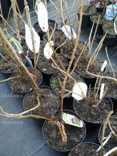 Fekete ribizli Titania, Ribes nigrum kon. 1,5l