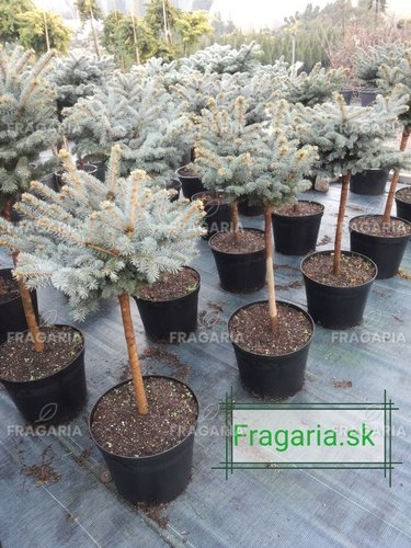 Ezüstfenyő Glauca Globosa, Picea pungens 60 - 70 cm, kont. 10l