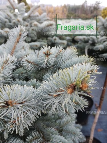 Ezüstfenyő Glauca Globosa, Picea pungens 60 - 70 cm, kont. 10l