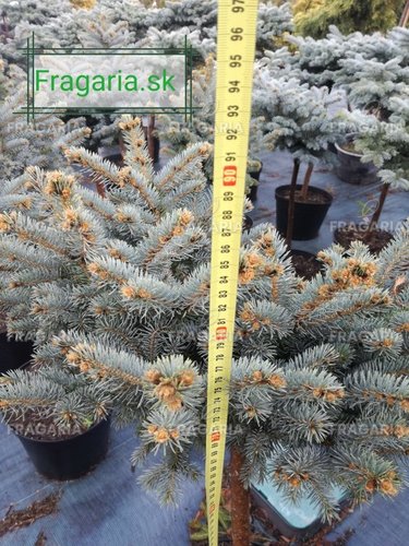 Ezüstfenyő Glauca Globosa, Picea pungens 60 - 70 cm, kont. 10l