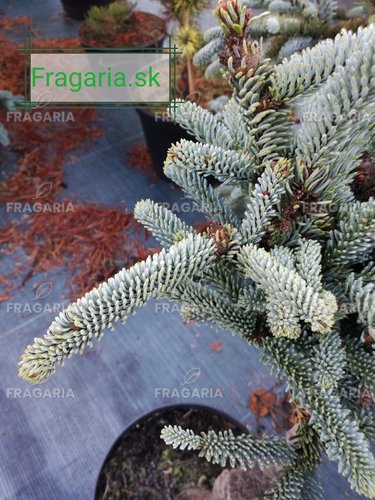 Nemes jegenyefenyő Glauca,  Abies procera 30 - 40 cm, kont. 3l