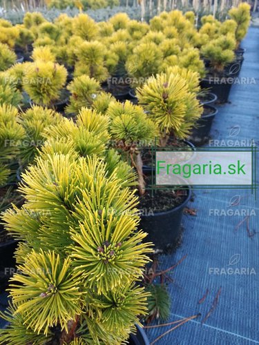 Havasi törpefenyő Wintergold, Pinus mugo 10 - 20 cm, kont. 3l
