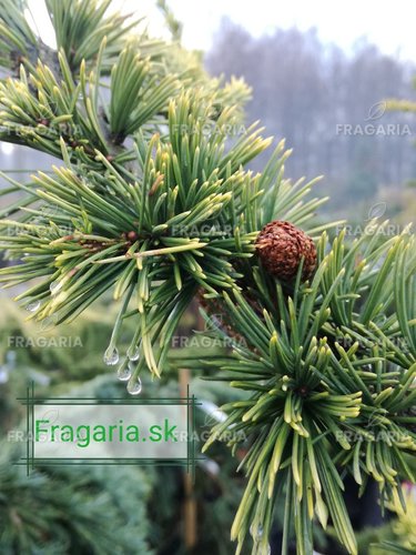 Libanoni cédrus Atlantica Aurea, Cedrus libani , 130 – 140 cm, kont. 5l
