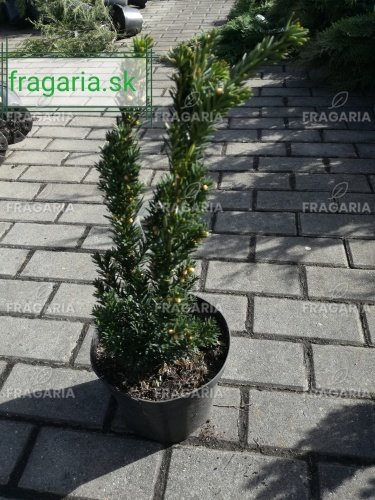 Oszlopos tiszafa Hillii, Taxus media 50 - 70 cm, kont. 3l