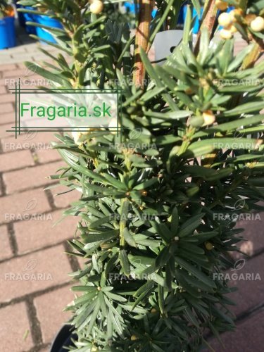 Oszlopos tiszafa Flushing, Taxus media 30 - 70 cm, kont. 3l