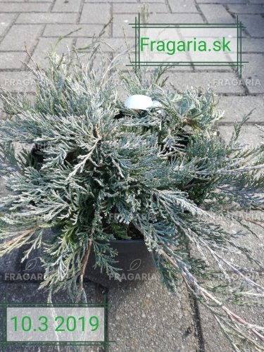 Henyebóroka Glacier, Juniperus horizontalis 20 cm, kont. 3l