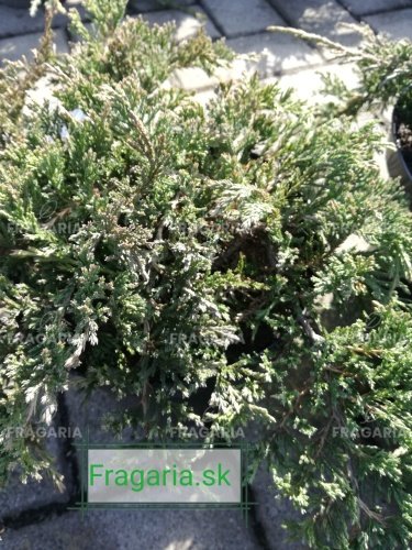 Henye Bóroka Princes of Wales, Juniperus horizontalis 30 - 50cm, kont. 3l