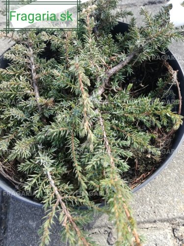 Közönséges boróka Green Carpet, Juniperus communis 20 - 30 cm, kont. 3l