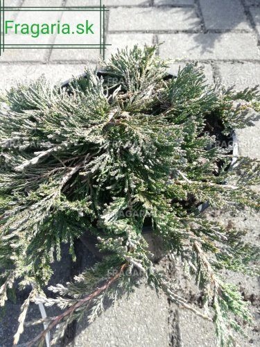 Henye Bóroka Wiltonii, Juniperus horizontalis 5 cm, kont. 3l