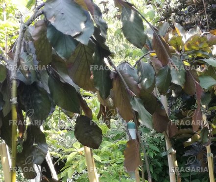 Közönséges bükk Purpurea Pendula,Fagus sylvatica 150 - 170 cm, kont. 5l