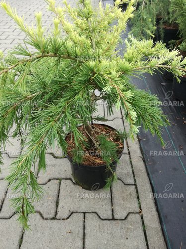 Himalájai Cédrus Golden Horizon, Cedrus deodara, 80 – 100 cm, kont. 10l