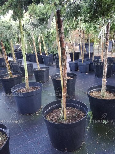 Közönséges boróka Green Carpet, Juniperus communis 80 cm, kont. 5l