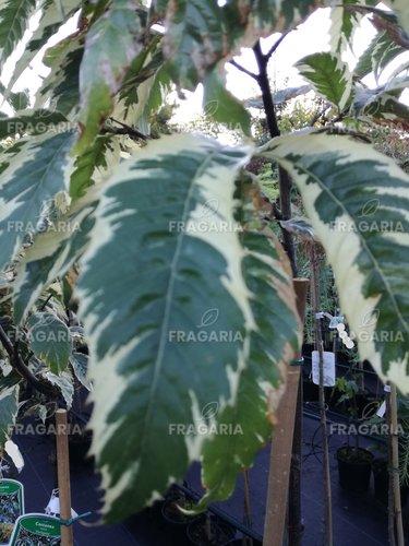 Szelídgesztenye Variegata, Castanea sativa, 130 – 160 cm, kont. 5 l