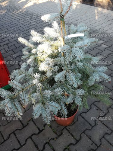 Ezüstfenyő  Edith, Picea pungens, 60 - 70 cm, kont. 5l