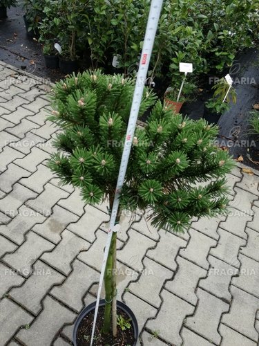 Havasi törpefenyő Benjamin, Pinus mugo, 50 - 80 cm, kont. 7l