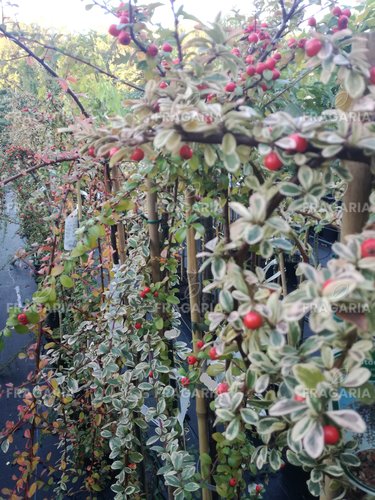 Kerti Madárbirs Irga, Cotoneaster horizontalis r  150 - 160 cm, kont. 5 l