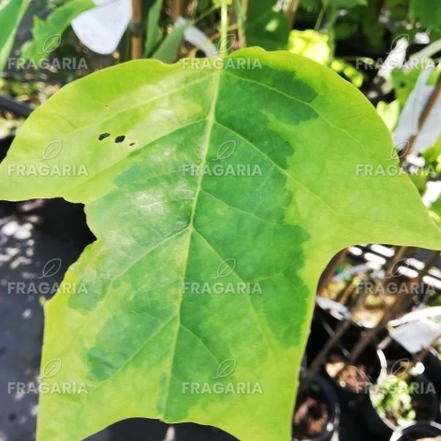 Amerikai tulipánfa Aureomarginatum, Liriodendron tulipifera, 60 – 120 cm, kon. 3l