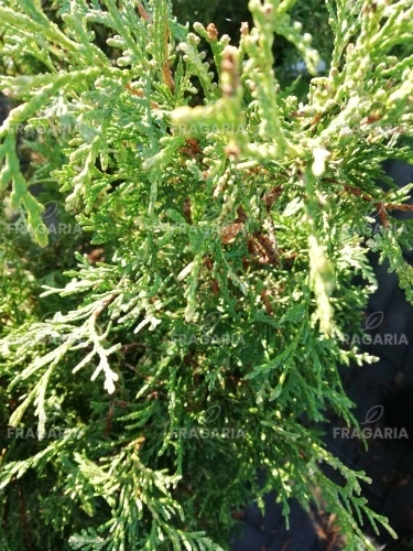 Nyugati tuja Litomyšl, Thuja occidentalis 40 - 60 cm, kont. 3l