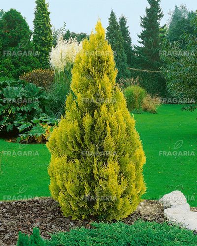Nyugati tuja Golden Anne, Thuja occidentalis 40 - 50 cm, kont. 3l