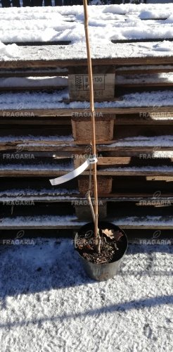 Madárberkenye, NEVEŽINSKAJA, Sorbus aucuparia, 30 – 60 cm, kont. 5l