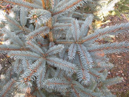 Ezüstfenyő  Fat Albert, Picea pungens, kont. C5, 40-50 cm