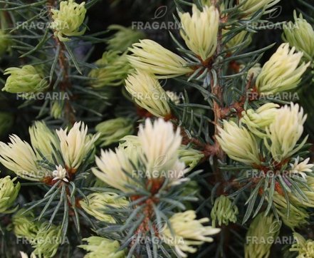 Ezüstfenyő Sun on the sky, Picea Glauca, 10 - 20 cm, kont. 3l