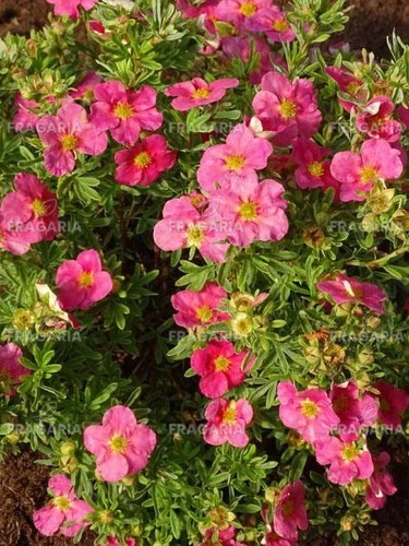 Pimpó Bellissima, Potentilla fruticosa, kont. 2l