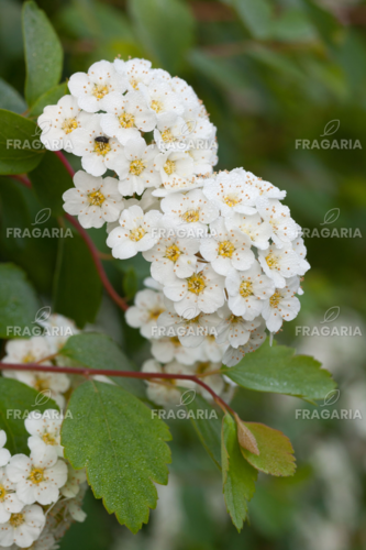 Kerti gyöngyvessző, Spiraea × vanhouttei,  20 cm, kont. 2l.