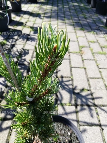 Japán selyemfenyő Shizukagoten, Pinus parviflora, kont. C3, 30-40 cm