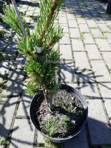 Japán selyemfenyő Shizukagoten, Pinus parviflora, kont. C3, 30-40 cm