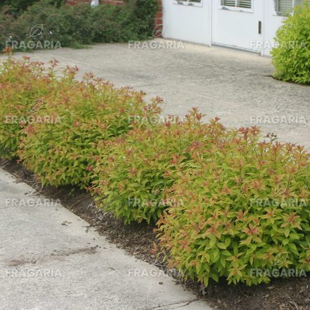 Kerti gyöngyvessző Goldflame, Spiraea x bumalda, kont. 2l. 20 cm