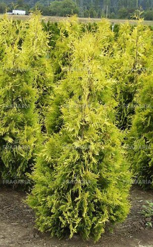 Nyugati tuja Yellow Ribbon, Thuja occidentalis 40 - 60 cm, kont. 3l