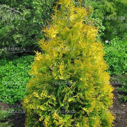 Nyugati tuja Yellow Ribbon, Thuja occidentalis 40 - 60 cm, kont. 3l