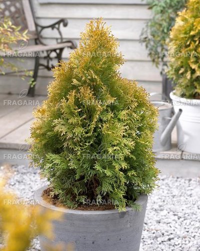 Nyugati tuja Golden Anne, Thuja occidentalis 40 - 50 cm, kont. 3l