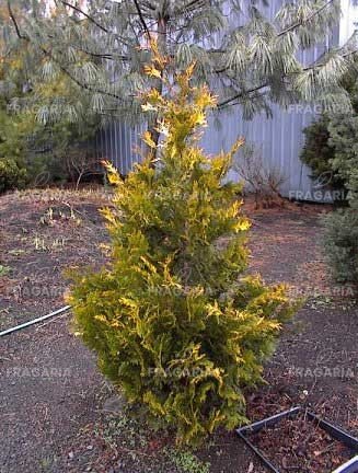 Fonalas tuja Sunshine, Thuja plicata, 60 - 70 cm, kont. 3l