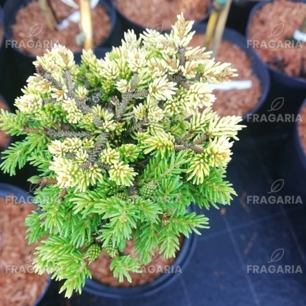 A kaukázusi luc Tom Thumb Gold, Picea orientalis 20 - 30 cm törzsek, kont. 5l