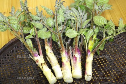Aralka srdcová Sun King, Aralia cordata, kontajner 2l