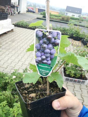 Bortermő szőlő Vinoslivij, Vitis vinifera, kont. 1l