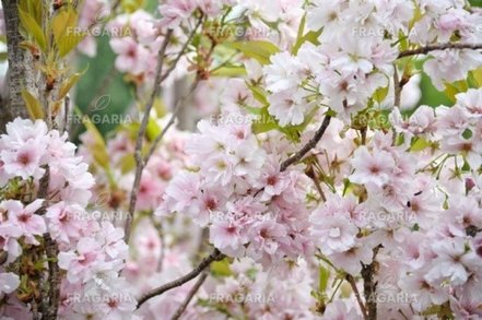 Japán cseresznye Amanogawa,  Prunus serrulata 120 - 180 cm, kont. 5I